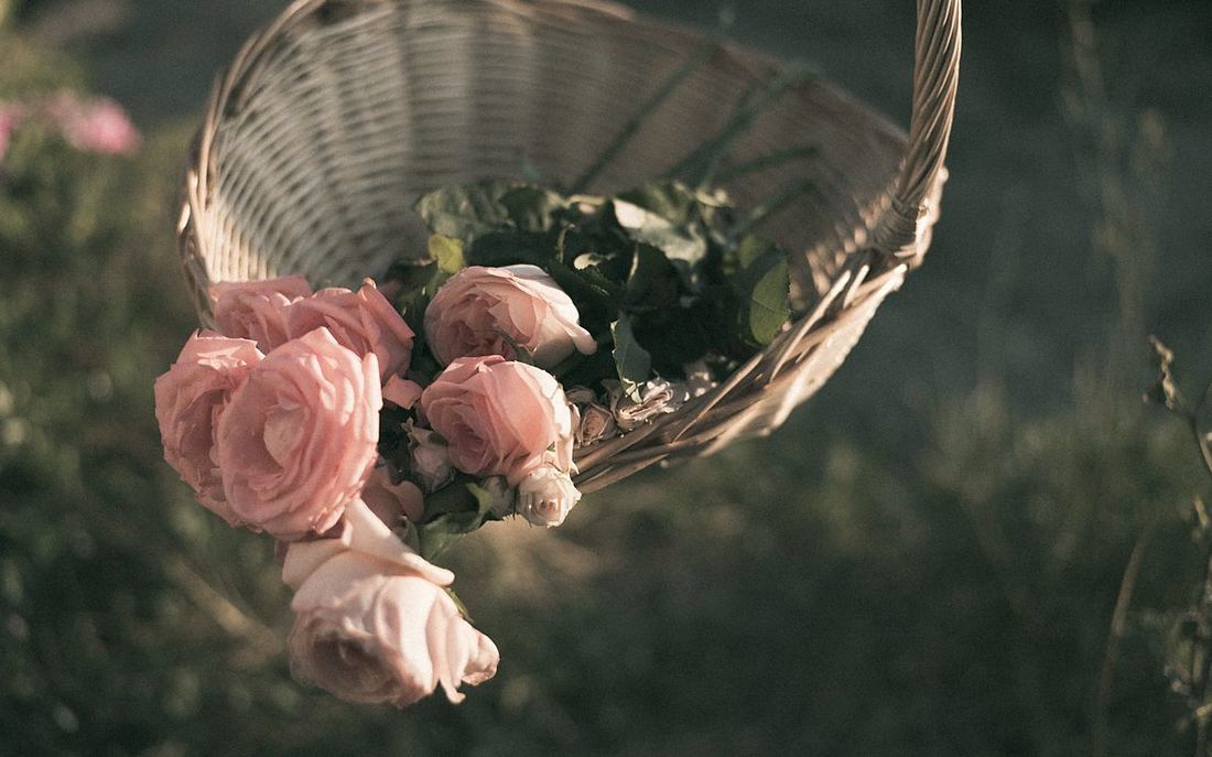 Freshly harvested roses in a basket at sunrise, Isparta, Türkiye